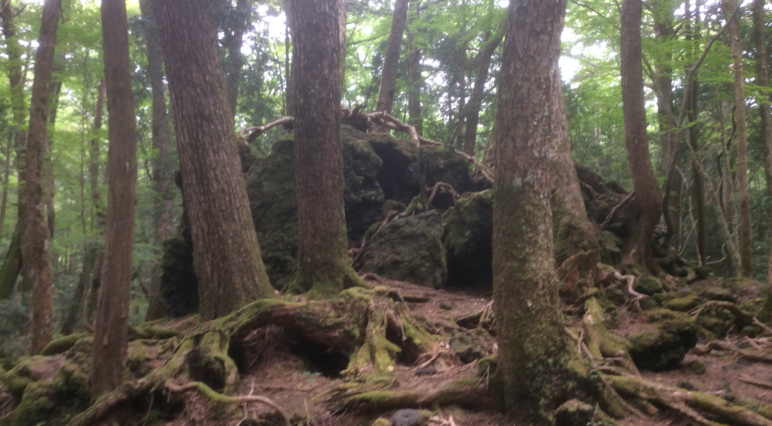 Aokigahara Forest Private Walking Tour