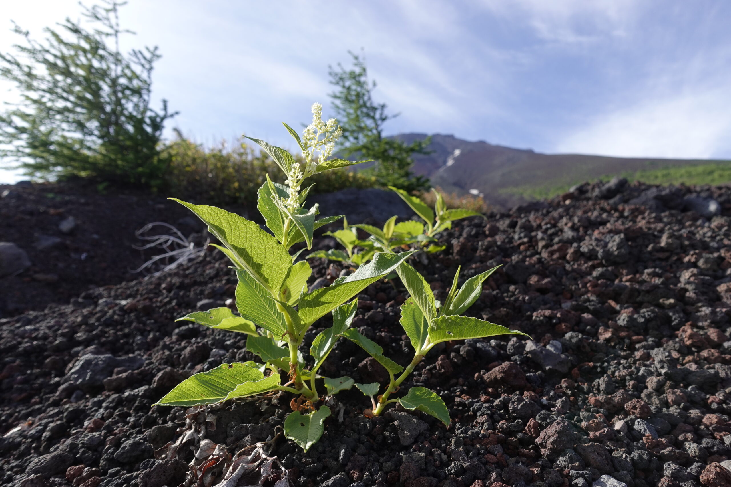 保護中: 令和８年度自然解説受付窓口はこちら